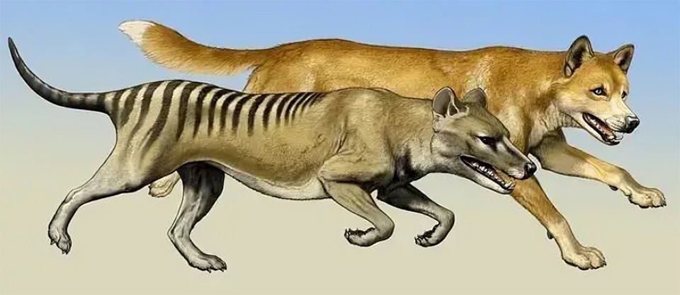 狗的进化与起源