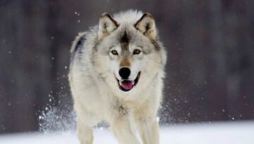 狗的起源：三万年的“狼”变之旅与人类的情感羁绊